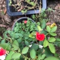 Em đang rất cần việc làm em biết may máy một kim và vắt sổ ai có công việc làm này xin hãy cho em a