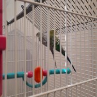 Tìm chủ nhân mới cho 2 con thỏ và 2 con chim Budgies